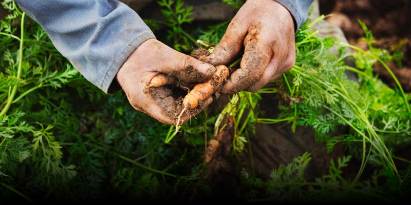 Farm to table carrots from ground