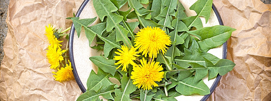 dandelion-greens-more-than-just-a-weed-main.jpg	